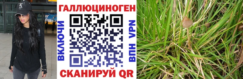 Галлюциногенные грибы Psilocybine cubensis  закладка  Кулебаки 